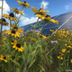 Connexus solar farm. Credit: Center for Pollinators in Energy